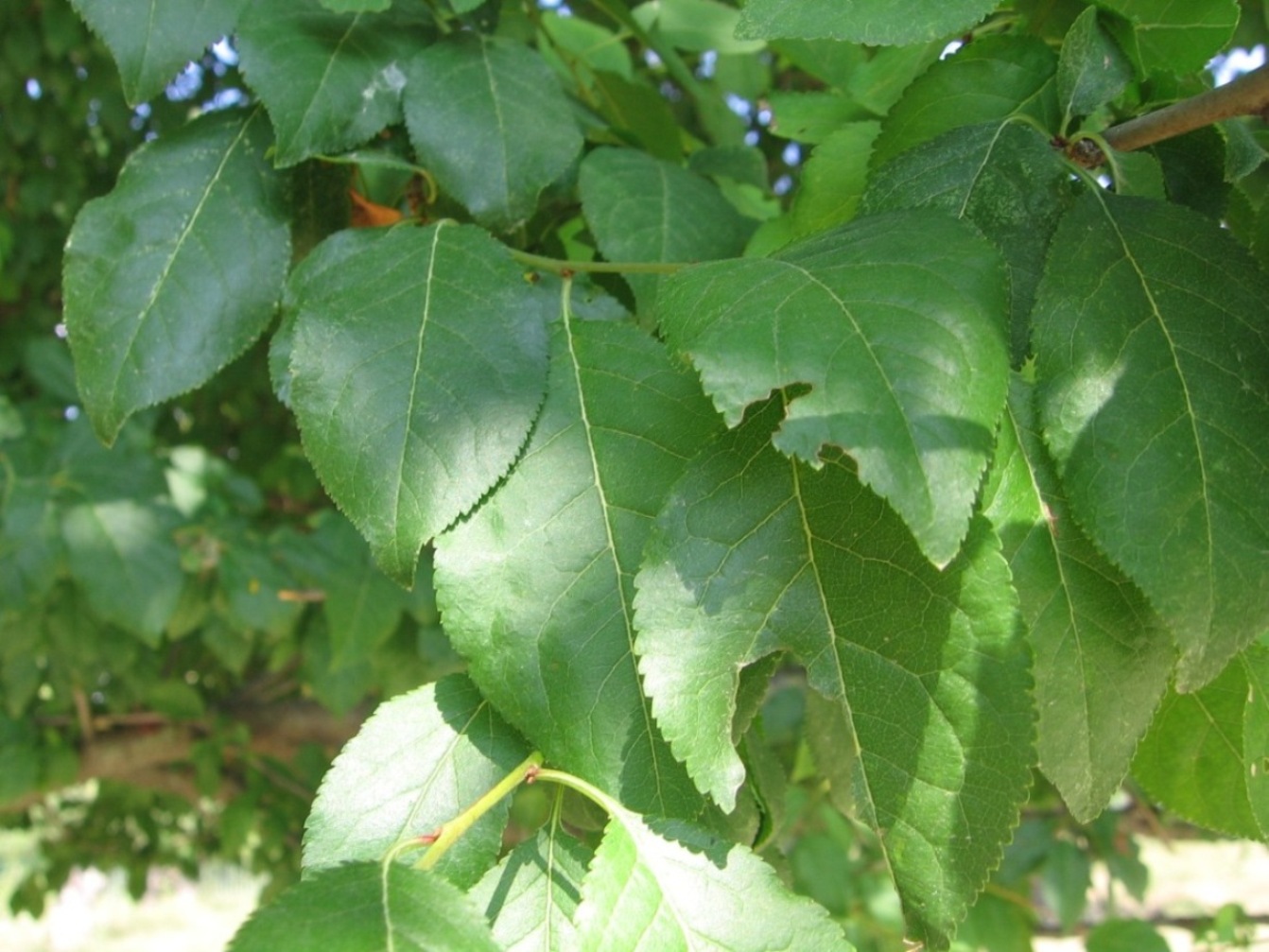 Identificazione albero!!!